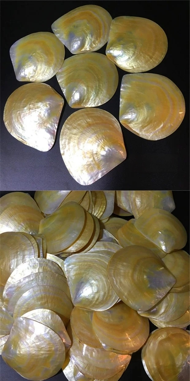 Beautiful shell plates – JOYURAY